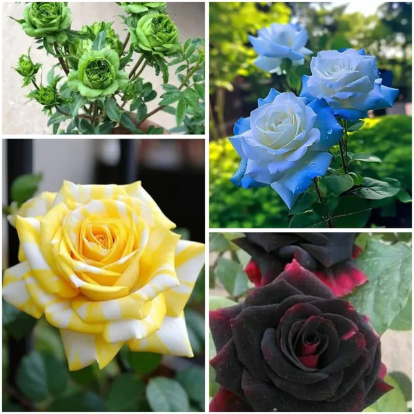 GachhMela Rare 4 Color Rose Plants Combo (Green, Blue, Yellow