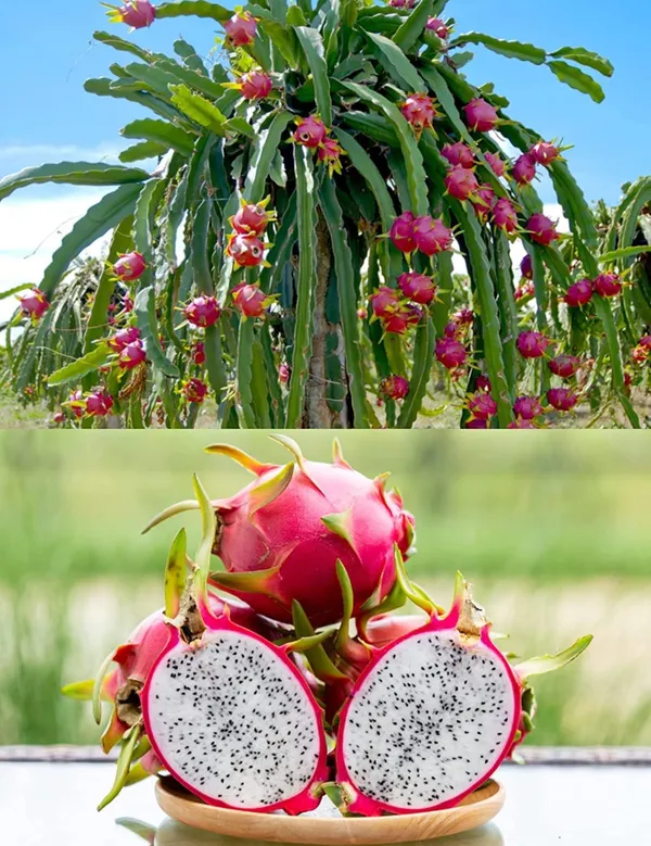 Red_&_Yellow_Dragon_Fruit_Plants_Combo_(Pack_of_2)_|_Exotic_Live_Fruit_Plants