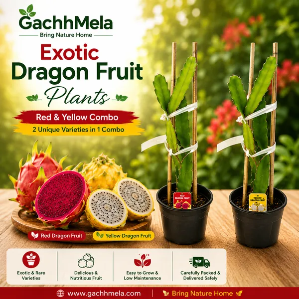 Red_&_Yellow_Dragon_Fruit_Plants_Combo_(Pack_of_2)_|_Exotic_Live_Fruit_Plants