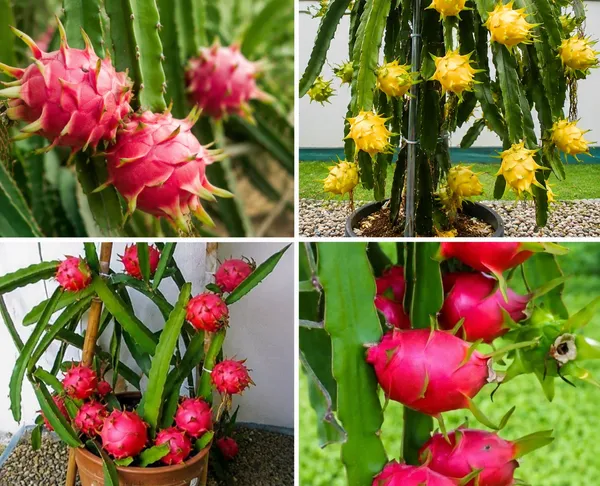 Red_&_Yellow_Dragon_Fruit_Plants_Combo_(Pack_of_2)_|_Exotic_Live_Fruit_Plants