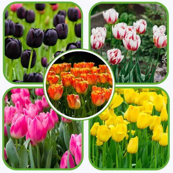 Tulip_Mixed_Color_Flower_Bulbs_(Pack_of_5)_–_Imported_Spring_Blooming_Garden_Bulbs