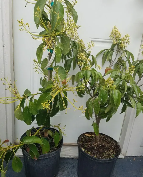Orange_Thai_All_Time_12_Months_Hybrid_Grafted_Mango_Live_Plant_For_Outdoor