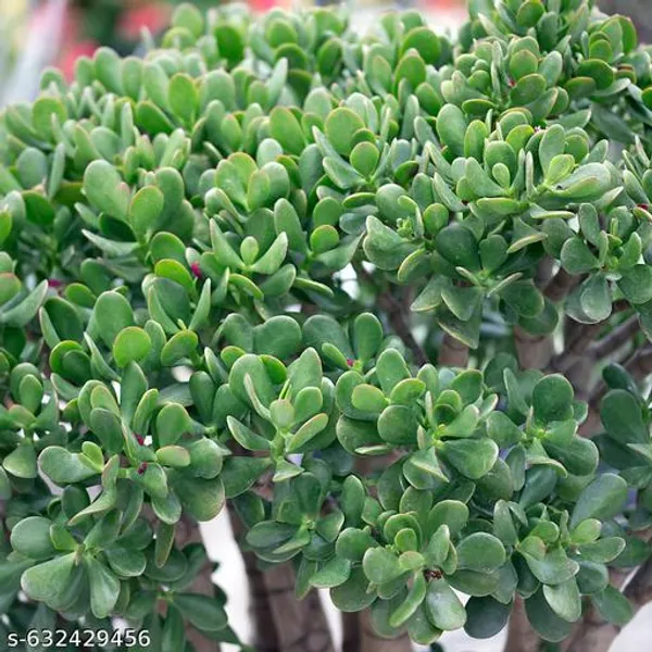 Green_Premium_Jade_Plant_Bonsai_Good_Luck_Attractor_Decor_For_Indoor