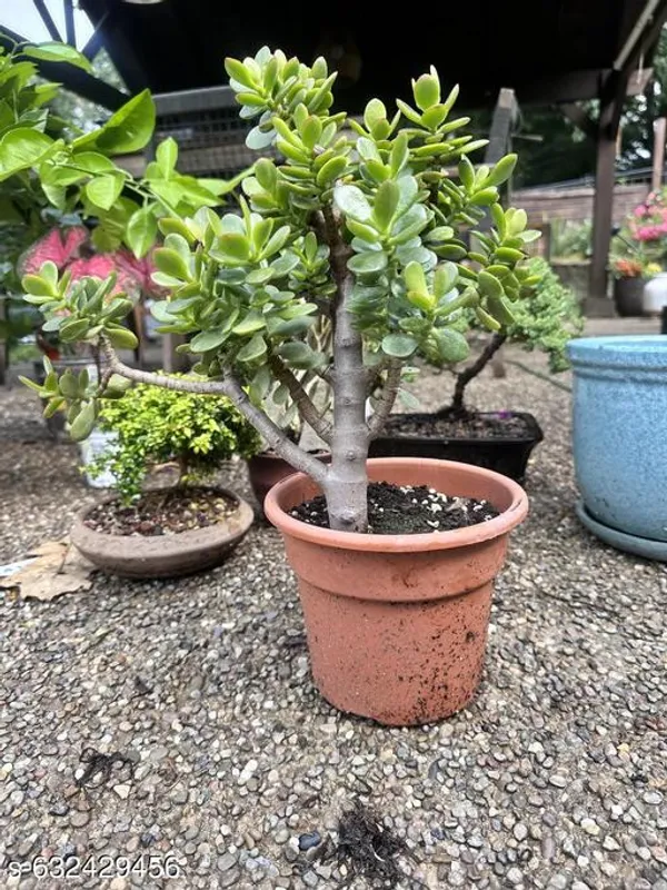 GachhMela Green Premium Jade Plant Bonsai Good Luck Attractor Decor For  Indoor Price in India - Buy GachhMela Green Premium Jade Plant Bonsai Good  Luck Attractor Decor For Indoor online at https://gachhmela.com