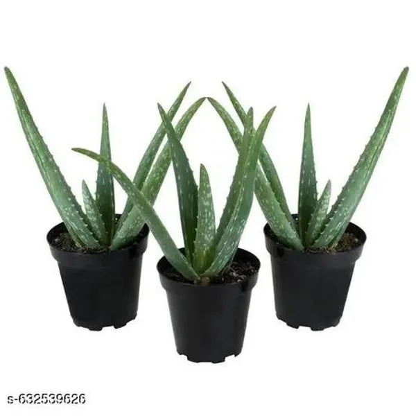 Green_Premium_Aloe_Vera_Live_Plant_For_Skin_Care_Home_Decor_Air_Purifying_Low_Maintenance_Indoor