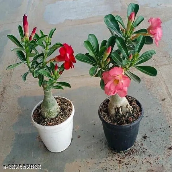 Multicolor_Rare_Adenium_Plant_Grafted_Pink_Set_Of_2_Live_Flowering_Desert_Rose_For_Indoor
