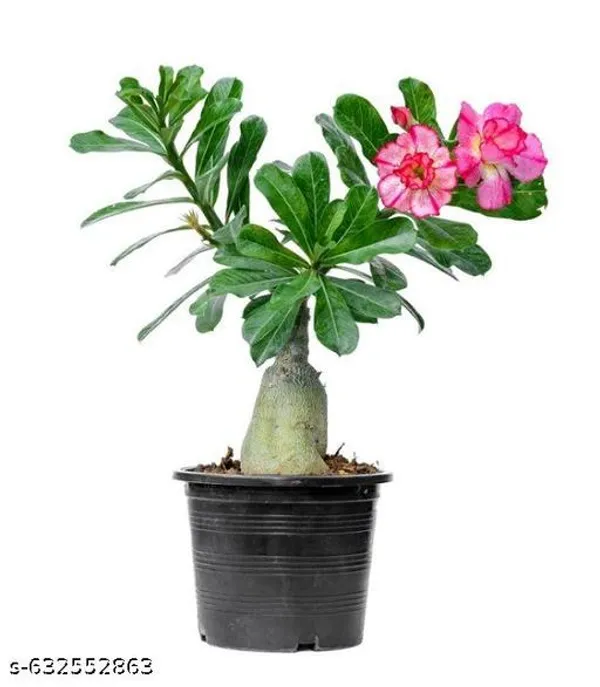 Multicolor_Rare_Adenium_Plant_Grafted_Pink_Set_Of_2_Live_Flowering_Desert_Rose_For_Indoor