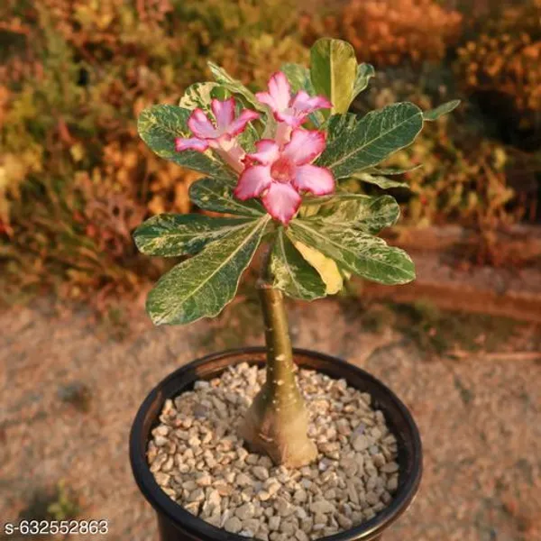 Multicolor_Rare_Adenium_Plant_Grafted_Pink_Set_Of_2_Live_Flowering_Desert_Rose_For_Indoor