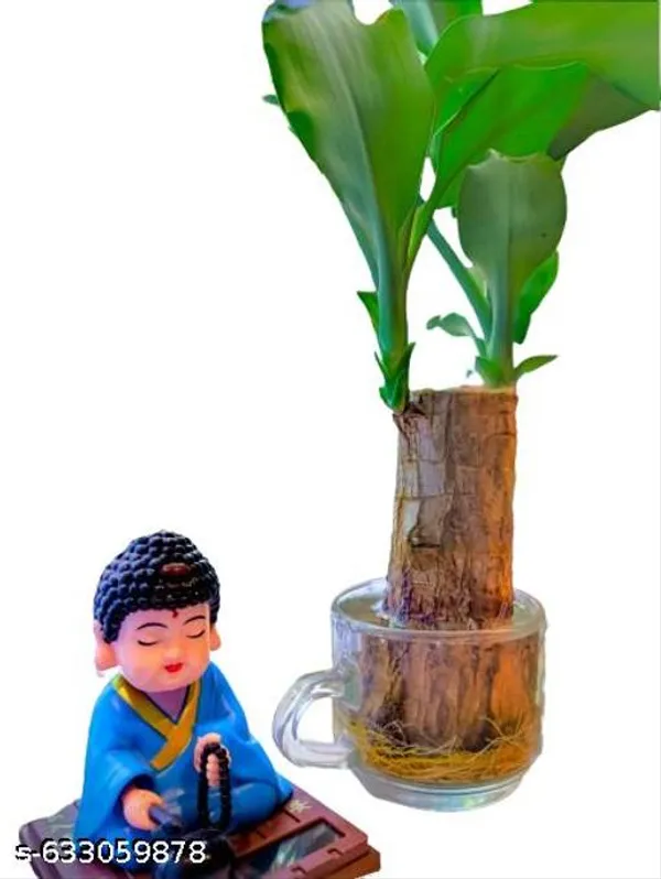 Green_Brazilian_Wood_Plant_In_Transparent_Glass_Cup_Combo_For_Indoor