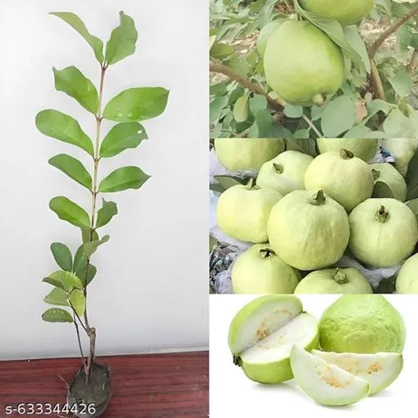 Green_Hybrid_Guava_Fruit_Plant_Amrud_Amrood_Rare_Apple_Variety_Live_Tree_For_Outdoor