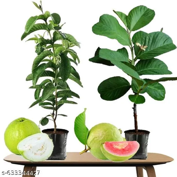 Green_Pink_Hybrid_Guava_Fruit_Plant_For_Outdoor