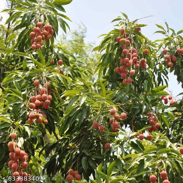 Red_Litchi_Fruit_Plant_Air_Layered_Pack_Of_2_Healthy_Live_Plants_For_Outdoor