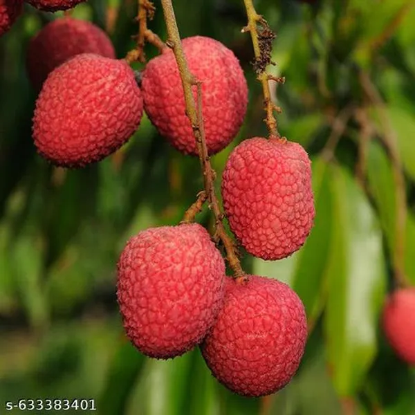 Red_Litchi_Fruit_Plant_Air_Layered_Pack_Of_2_Healthy_Live_Plants_For_Outdoor