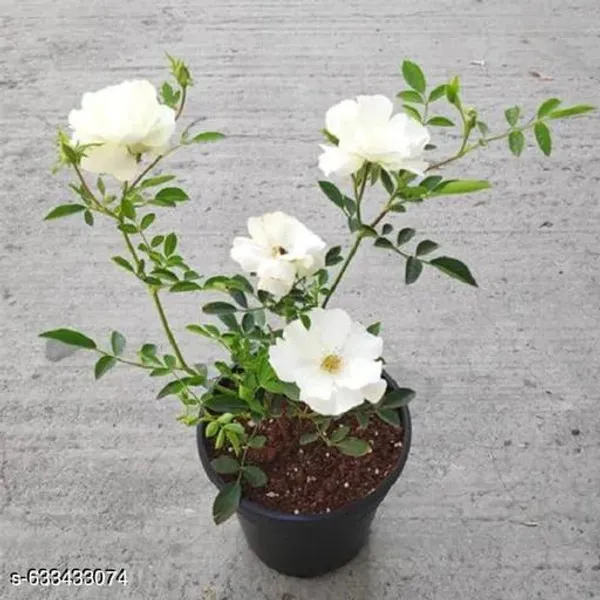 White_Miniature_Rose_Button_Plant_For_Outdoor