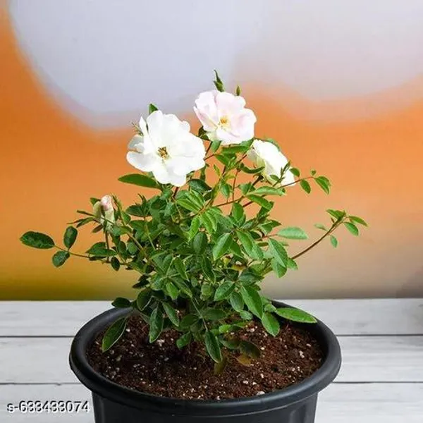 White_Miniature_Rose_Button_Plant_For_Outdoor