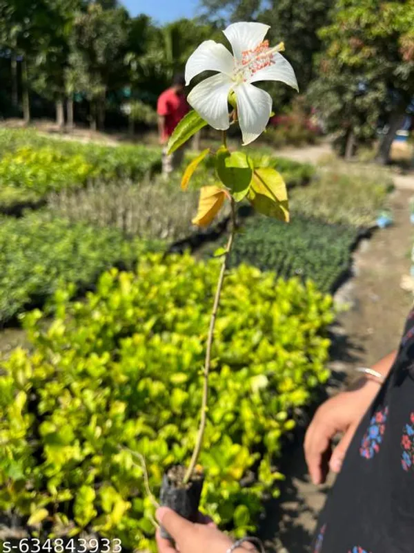 White_Hibiscus_Gudhal_Flower_Plant_Healthy_Live_For_Outdoor