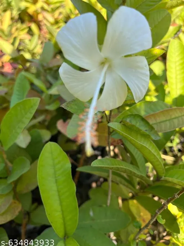 White_Hibiscus_Gudhal_Flower_Plant_Healthy_Live_For_Outdoor