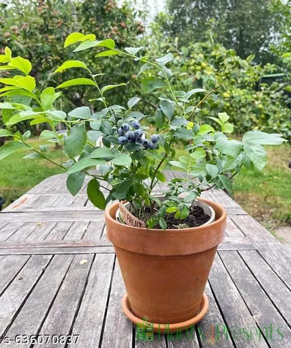 Blue_Premium_Blueberry_Fruit_Plant_High_Yield_Variety_For_Outdoor