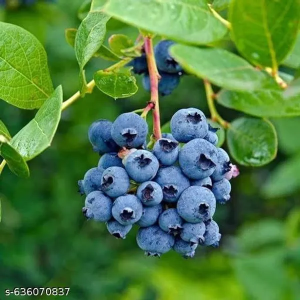 Blue_Premium_Blueberry_Fruit_Plant_High_Yield_Variety_For_Outdoor