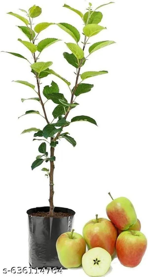 Red_Premium_Apple_Plant_High_Yield_Variety_For_Outdoor
