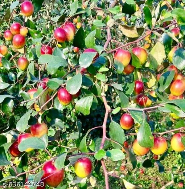 Red_High_Yield_Apple_Ber_Plant_Grafted_Fast_Growing_Sweet_Crunchy_Fruits_For_Outdoor