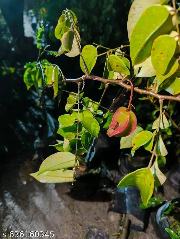Green_Star_Fruit_Kamranga_Plant_A_High_Yield_Variety_For_Outdoor