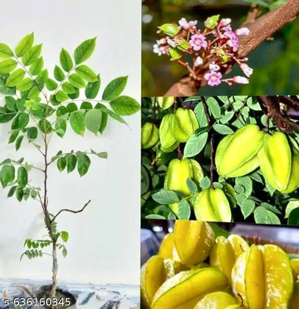 Green_Star_Fruit_Kamranga_Plant_A_High_Yield_Variety_For_Outdoor