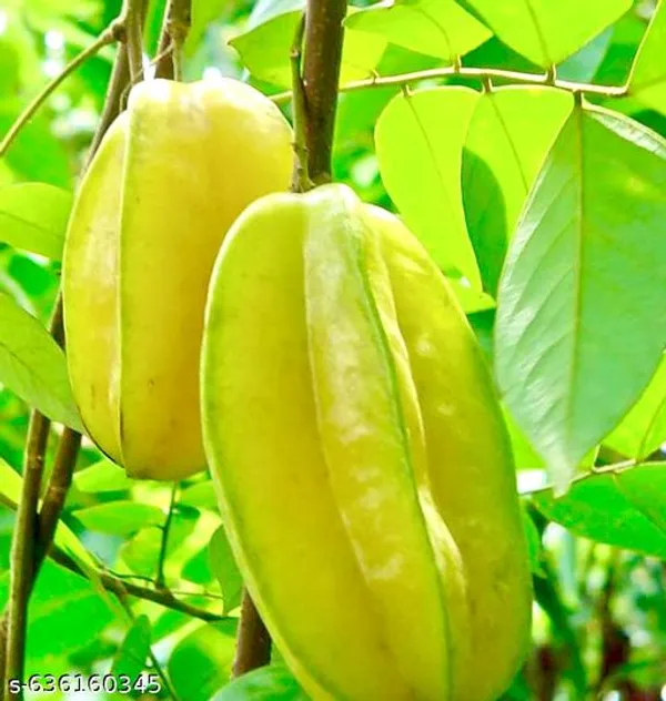 Green_Star_Fruit_Kamranga_Plant_A_High_Yield_Variety_For_Outdoor