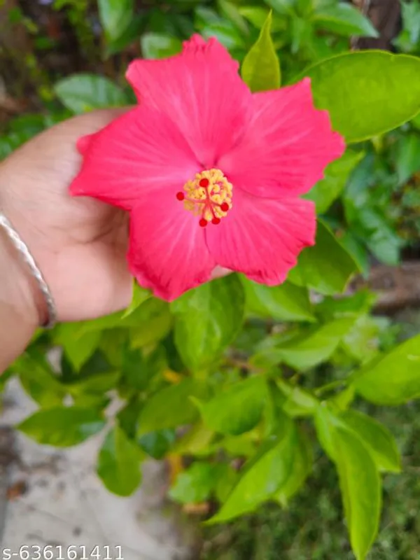 Pink_Hybrid_Hibiscus_Live_Flower_Plant_Ever_Blooming_Variety_For_Outdoor