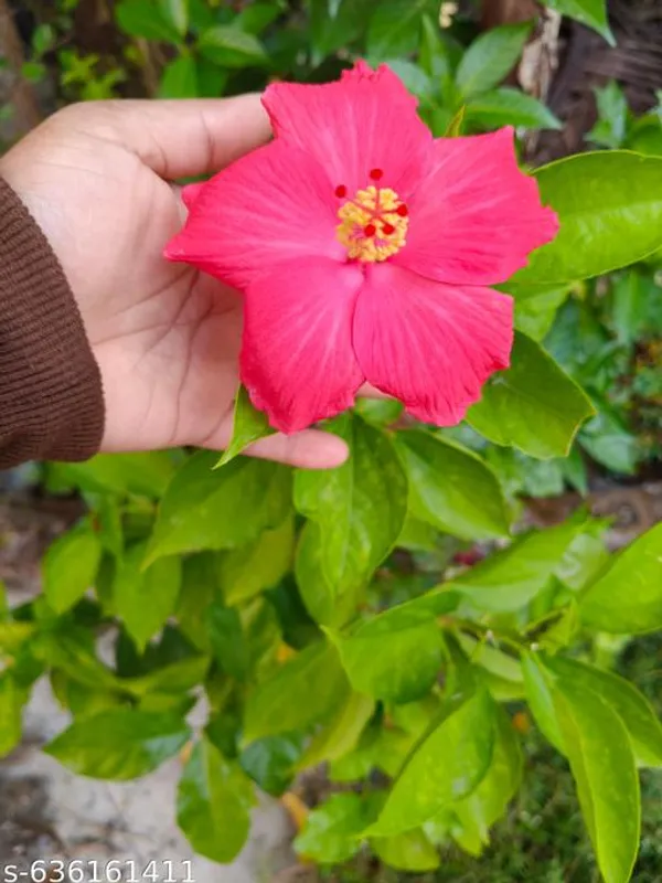 Pink_Hybrid_Hibiscus_Live_Flower_Plant_Ever_Blooming_Variety_For_Outdoor