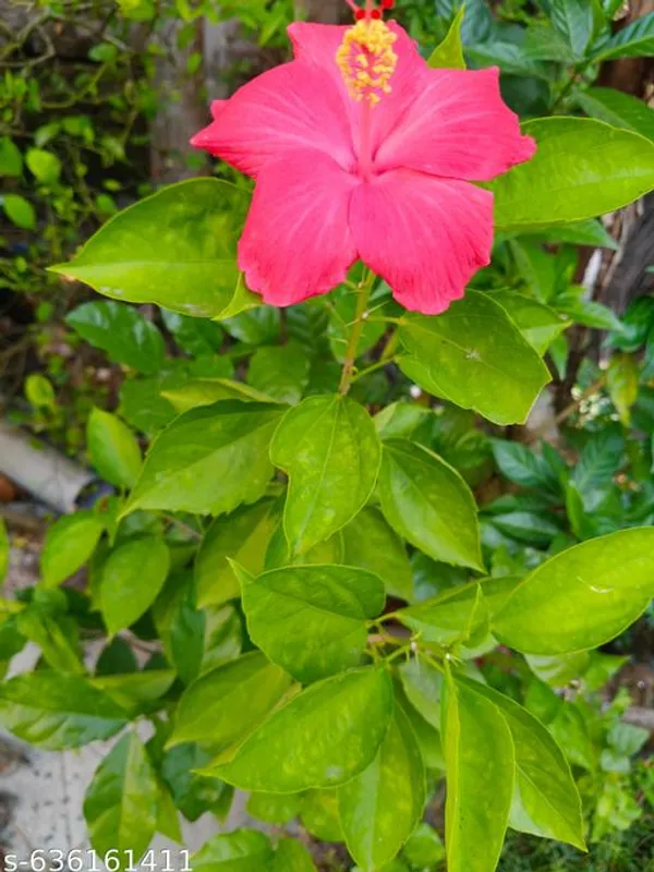 Pink_Hybrid_Hibiscus_Live_Flower_Plant_Ever_Blooming_Variety_For_Outdoor