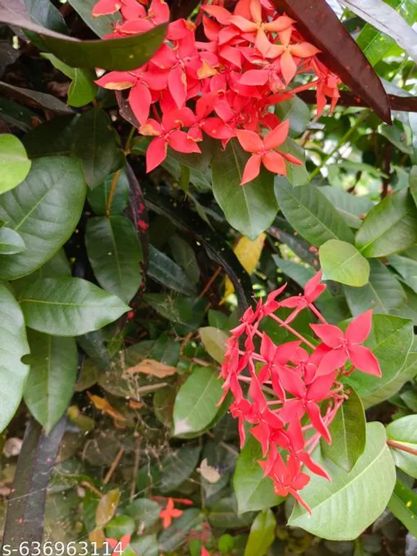 Red_Rangan_Ixora_Flower_Plant_For_Outdoor