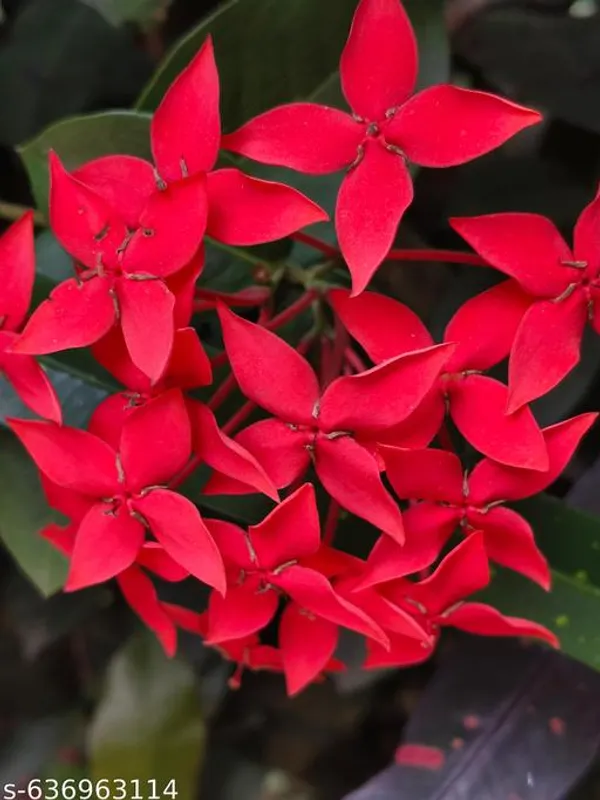 Red_Rangan_Ixora_Flower_Plant_For_Outdoor