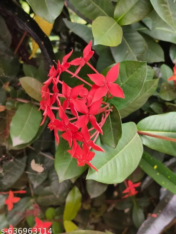 Red_Rangan_Ixora_Flower_Plant_For_Outdoor