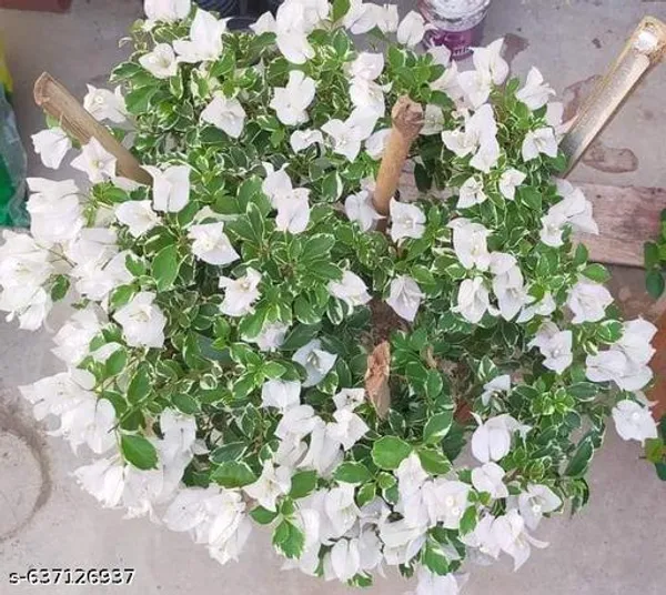 White_Bougainvillea_Live_Plant_Highly_Flowering_Variety_For_Outdoor