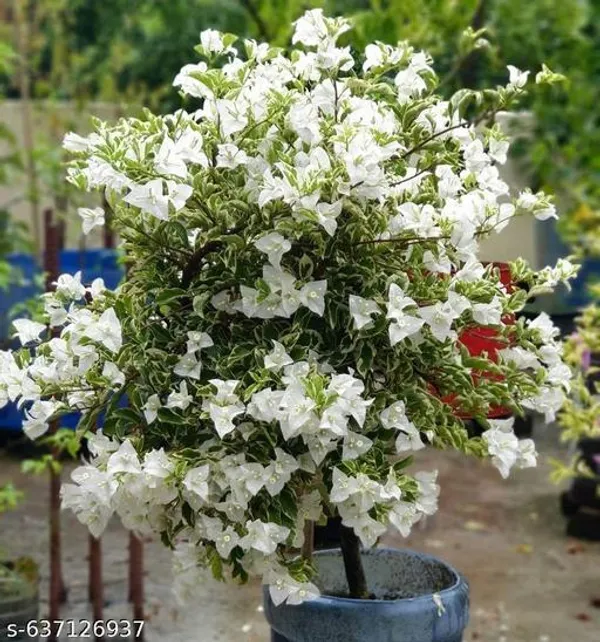 White_Bougainvillea_Live_Plant_Highly_Flowering_Variety_For_Outdoor