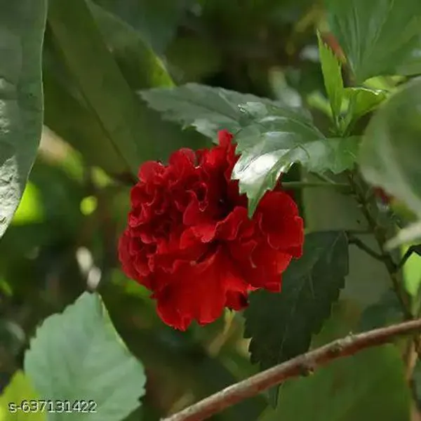 Red_Double_Petal_Hibiscus_Flowering_Plant_For_Outdoor