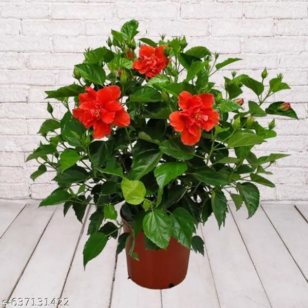 Red_Double_Petal_Hibiscus_Flowering_Plant_For_Outdoor