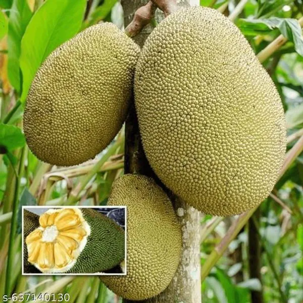 Green_Grafted_Jackfruit_Kathal_Fruit_Plant_High_Yield_Variety_For_Outdoor