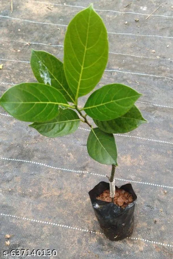 Green_Grafted_Jackfruit_Kathal_Fruit_Plant_High_Yield_Variety_For_Outdoor