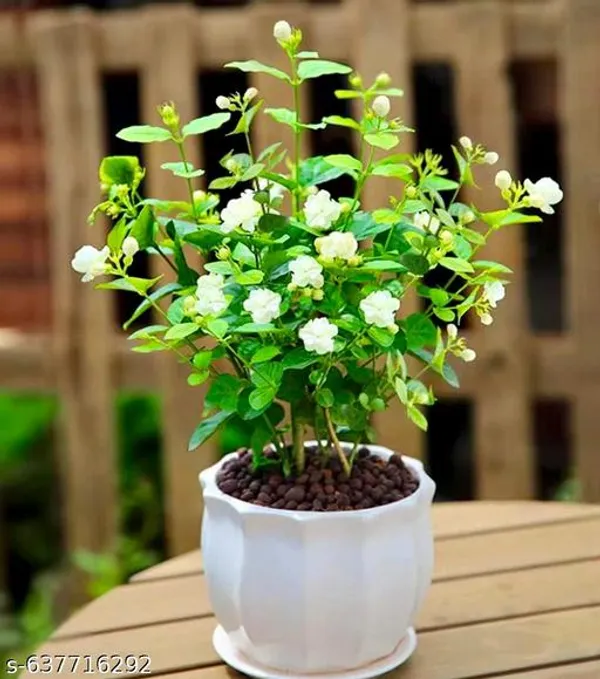 White_Jasmine_Fragrant_Flowering_Plant_For_Indoor