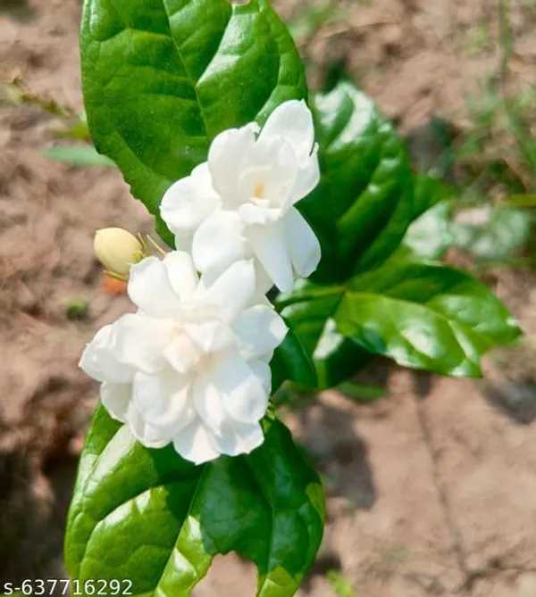 White_Jasmine_Fragrant_Flowering_Plant_For_Indoor