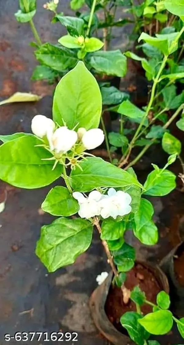 White_Jasmine_Fragrant_Flowering_Plant_For_Indoor