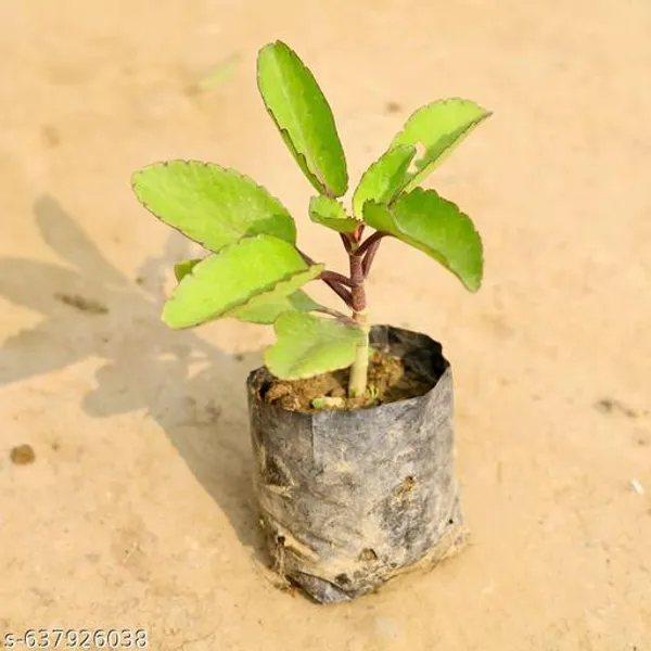 Green_Patharchatta_Bryophyllum_Live_Plant_For_Indoor