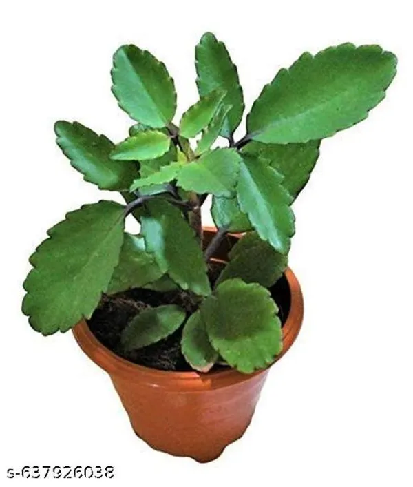 Green_Patharchatta_Bryophyllum_Live_Plant_For_Indoor