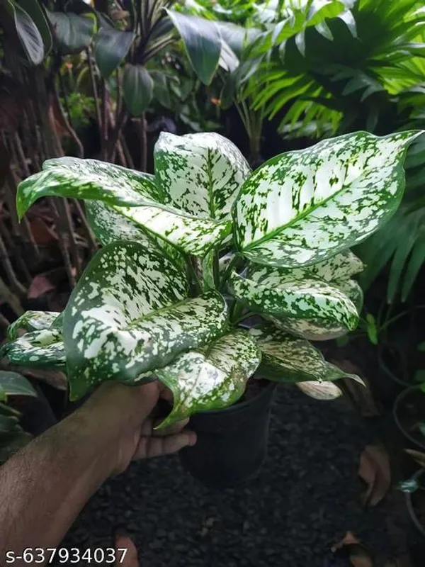 Green_Aglaonema_Snow_White_Air_Purifying_Plant_For_Indoor