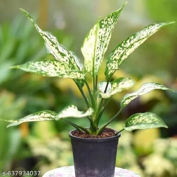 Green_Aglaonema_Snow_White_Air_Purifying_Plant_For_Indoor