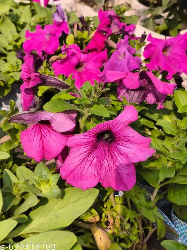 Pink_Petunia_Flowering_Plant_Live_Winter_Bloom_For_Home_Garden_Outdoor
