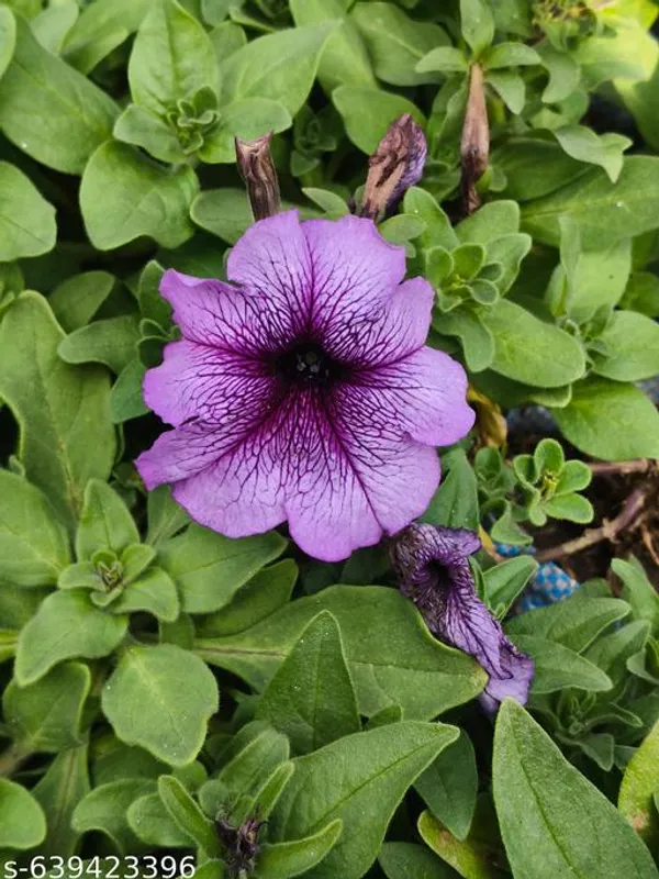 Purple_Vein_Petunia_Flowering_Plant_For_Outdoor