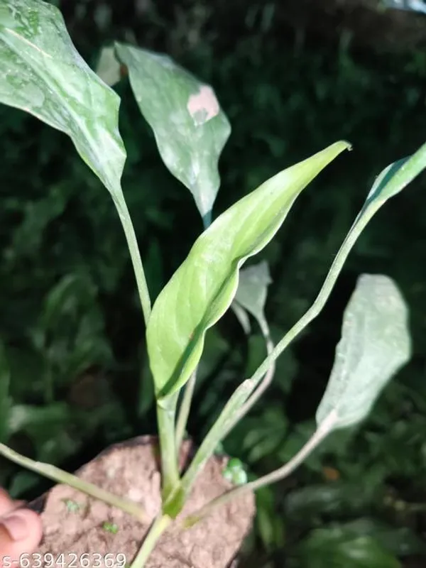 Green_Peace_Lily_Flowering_Plant_Spathiphyllum_For_Indoor